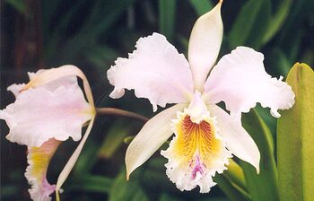 Nationalblume von Venezuela