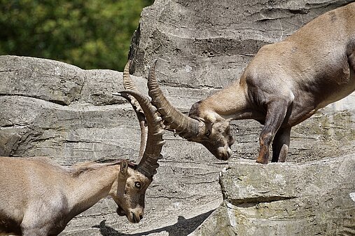 Steinbock