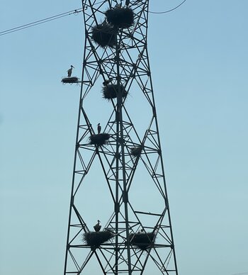 Vögel in Portugal: Störche auf Strommast