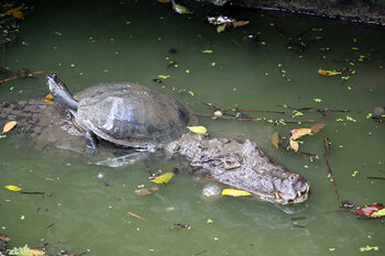 Barbados Wildlife Reserve