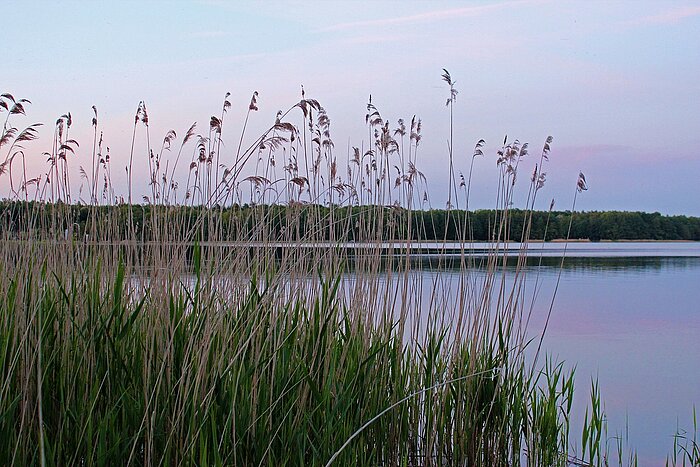 Labussee