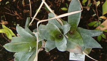 Pflanzen auf den Tepuis von Venezuela