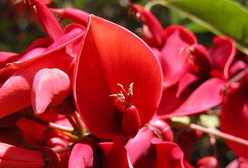 Pflanzen in Argentinien