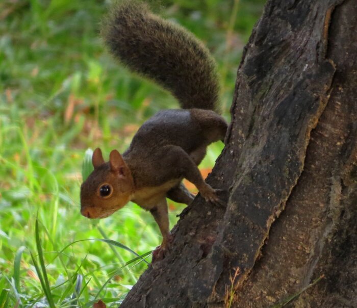 Eichhörnchen in Südamerika