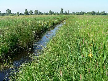 Graben in den Kirchwerder Wiesen