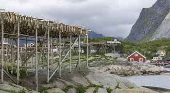 Stockfisch auf den Lofoten in Norwegen