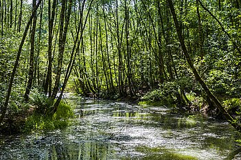 See in der Uni-Wildnis Bremen