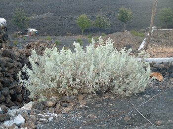 Natur auf Kap Verde: Artemisia gorgonum