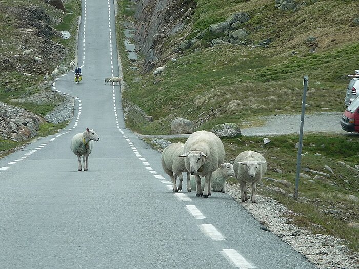 Schafe in Norwegen