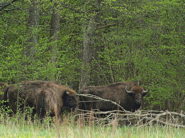 Wisente im Białowieża-Nationalpark