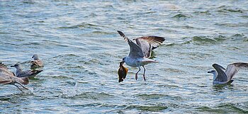 Möwe mit erbeutetem Plattfisch an der Ostsee