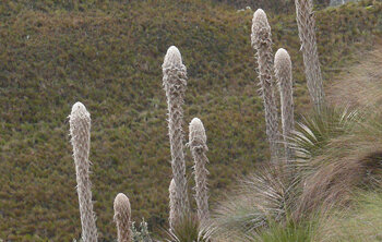 Kolumbien Vegetation