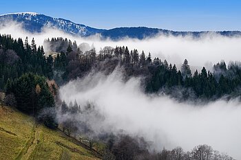 Schwarzwaldnebel