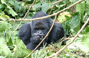 Gorilla in Gabun
