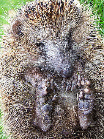 Igel aus Bremen