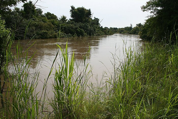 Pflanzen am Fluss in Burkina Faso