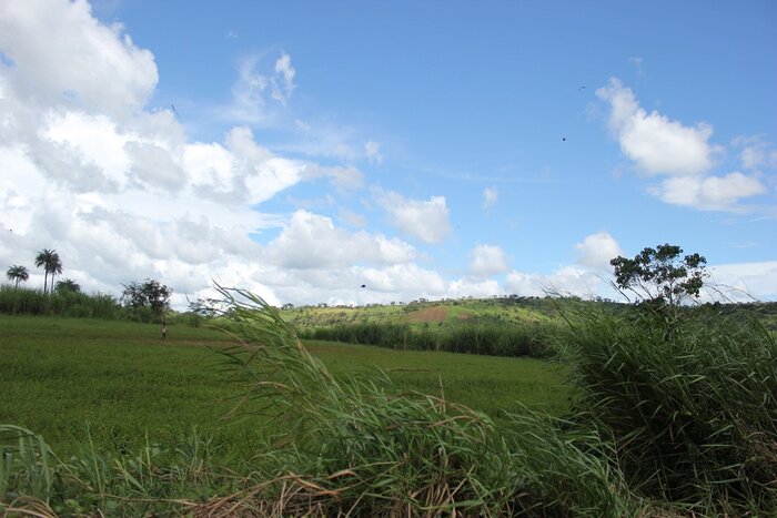 Grüne Landschaft in Sierra Leone