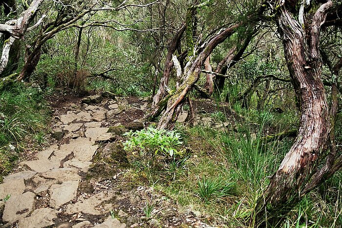 Lorbeerwald auf Madeira