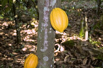 Ernte in Ghana