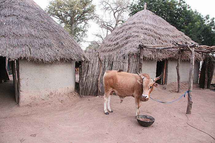 Hütten und Kuh in Gambia