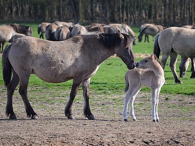 Natur in NRW