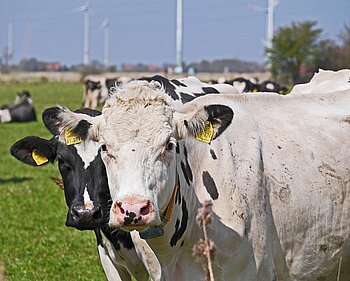 Kühe in Niedersachsen