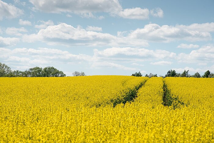 Niedersachsen Rapsanbau