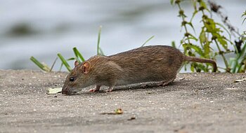 Wanderratte