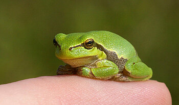 Junger Laubfrosch auf einem Finger