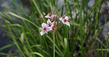 Schwanenblume