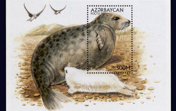 Kaspisches Meer - Tire: Kaspische Robbe