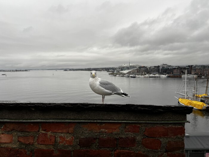 Möwe in Oslo Möwe in Oslo
