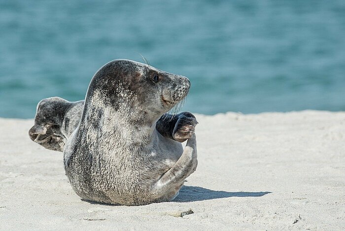 Nordsee Tiere