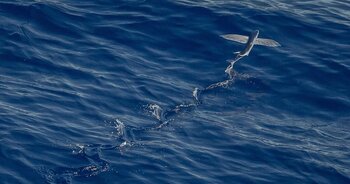 Fliegende Fische essen