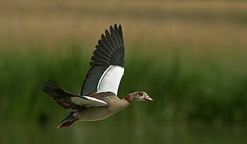 Nilgans