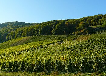 Weinreben, Rheinland-Pfalz