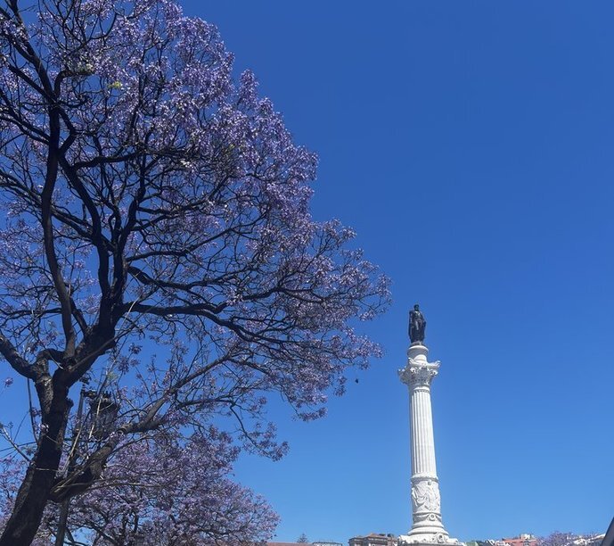 Palisanderholzbaum in Portugal