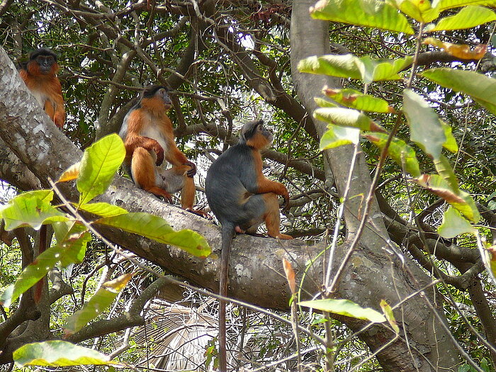 Stummelaffen in Gambia im Baum