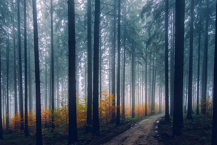 Wald in Deutschland