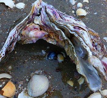 Nordsee Muscheln Auster