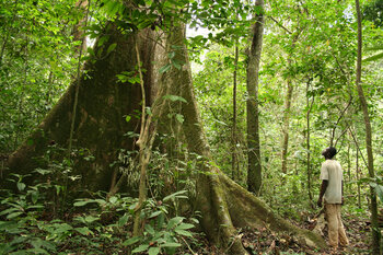 Regenwald in Gabun