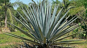 Tequila Blaue Agave in Jalisco