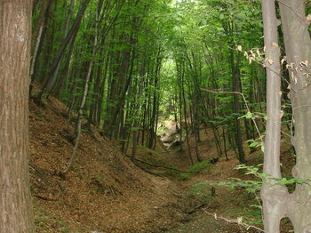 Wald in Moldawien
