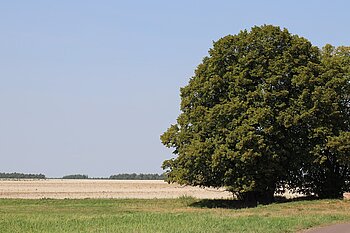 Sachsen-Anhalt Flächennutzung