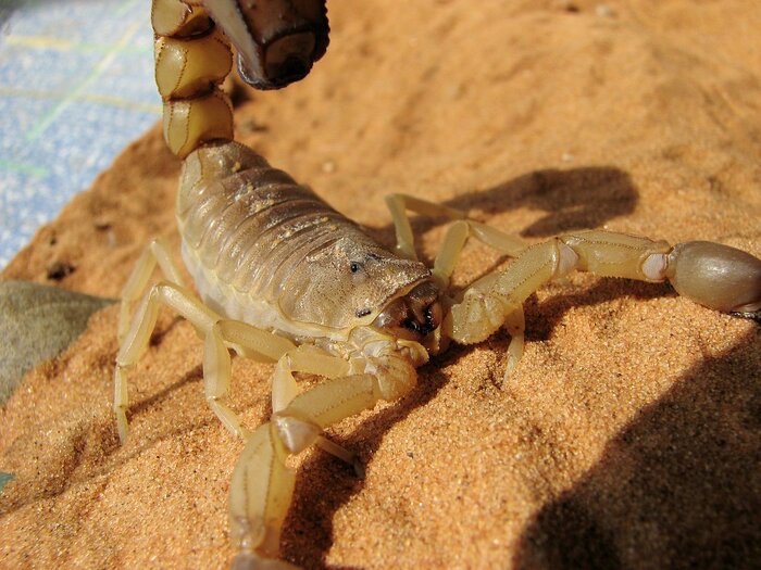 Sahara-Skorpion
