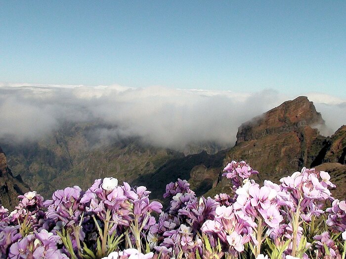 Blumeninsel Madeira