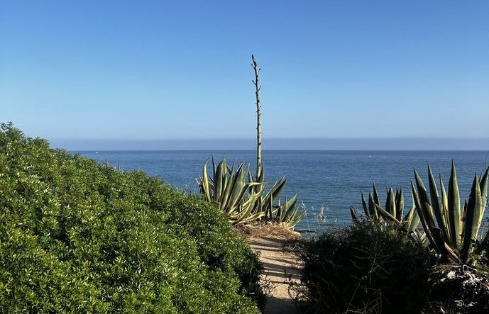 Agave Blüte