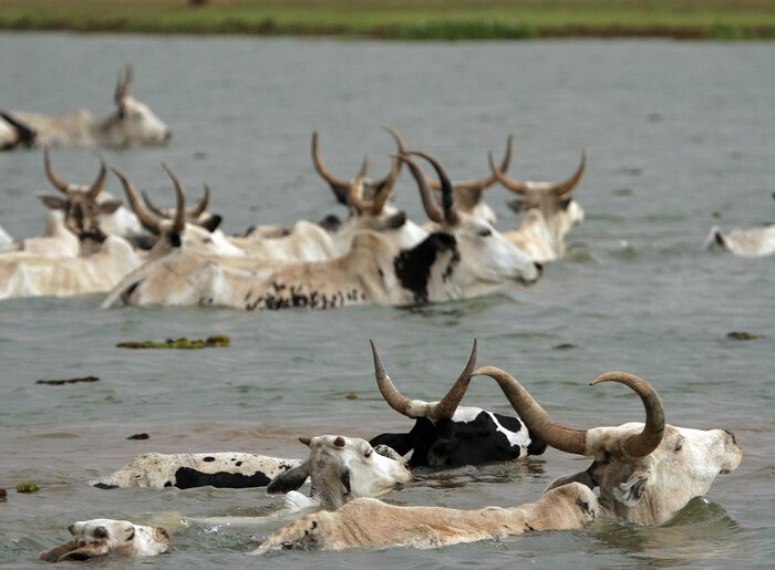 Rinder im Fluss Niger