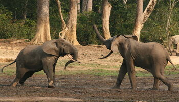 Äquatorialguinea Tiere: zwei Waldelefanten