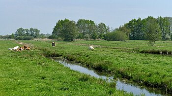 Weide in den Kirchwerder Wiesen